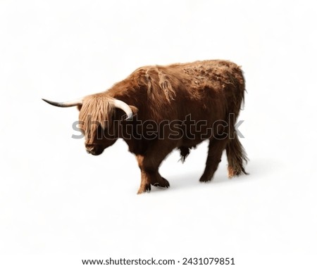 Beautiful highland cow with long fur and horns isolated against a white backdrop