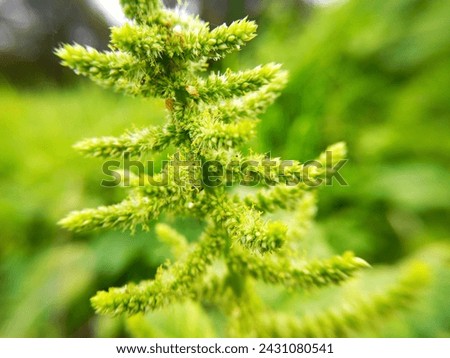 Macro photo of fresh amaranth tree flowers because it was photographed in the morning with a bokeh background.

