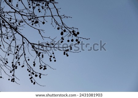Branch texture of Platanus Hispanica in the afternoon Royalty-Free Stock Photo #2431081903