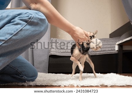Dog owner in the house, playing with a cute puppy and pet accessories, active indoor moments Royalty-Free Stock Photo #2431084723