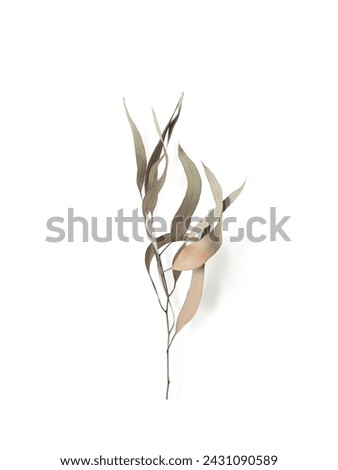 eucalyptus branch leaves on light background with shadows. Minimal style design
