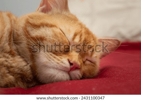 cute orange tabby cat that is sleeping on the bed Royalty-Free Stock Photo #2431100347