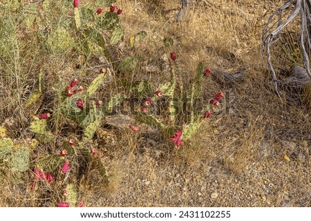 Flowering Claret Cup Cactus near the Devil's Kitchen in the Colorado National Monument Royalty-Free Stock Photo #2431102255