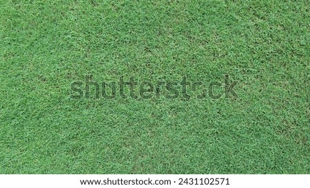 Picture of well maintained grass in a public garden.