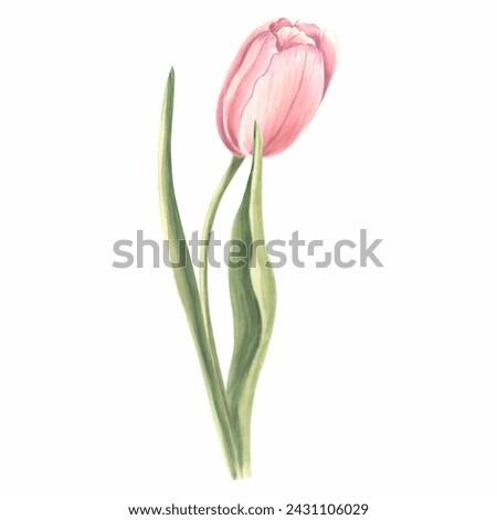 Watercolor pink tulip flower. Isolated hand drawn illustration spring gardens flower. Floral botanical drawing template for card Card for Mothers day, 8 March, wedding, package, textile, embroidery.