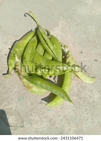Pea seeds pics pea in ground pea 