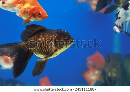 beautiful looking pair of bronze orandas, a breed of goldfish characterised by prominent bubble-like 'hood' on the head. Shot against blue water background inside aquarium.