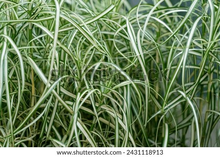 Pattern and texture of Carex Morrowii Ice Dance, Japanese Variegated Sedge Grass and Carex Ice Dance, evergreen sedge with sharp, long, green leaves with white edges, semi-evergreen Japanese Sedge