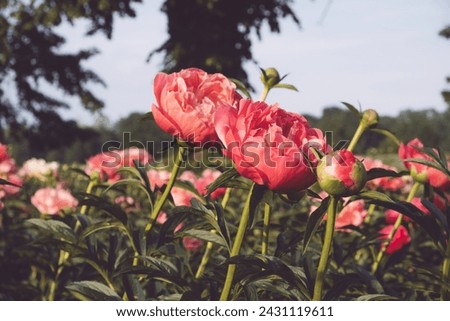 Beautiful Coral Charm peony flowers bloomng in the garden. Natural summer flowery background.