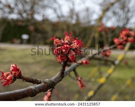 Macro shot of red female flower buds of Silver maple or creek maple (Acer saccharinum) in the park in early spring. One of the most common trees in the United States. Royalty-Free Stock Photo #2431125857