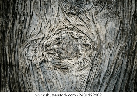 Abstract image of tree detail. Textures and pattern of nature.