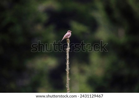 Bird standing in nature, beautiful