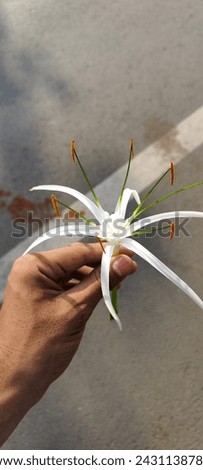 picture of spider Lilly flower 
