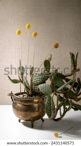 Cactus and dry Craspedia in copper cauldron pot. Still life of plants cactus Opuntia and flowers Craspedia Globosa.