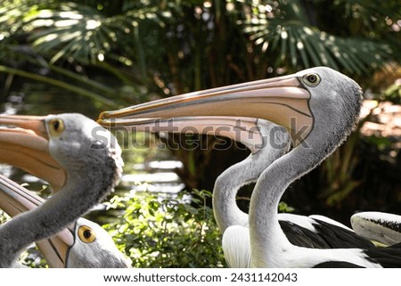 The great white pelican (Pelecanus onocrotalus) aka the eastern white pelican, rosy pelican or white pelican Royalty-Free Stock Photo #2431142043