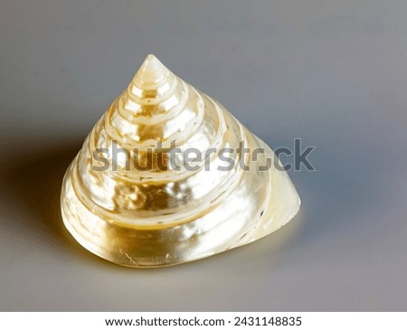 Sea shell pearl trochus niloticus on a white background. Royalty-Free Stock Photo #2431148835