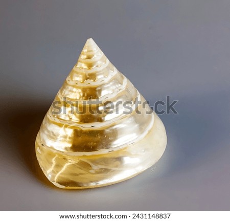 Sea shell pearl trochus niloticus on a white background. Royalty-Free Stock Photo #2431148837