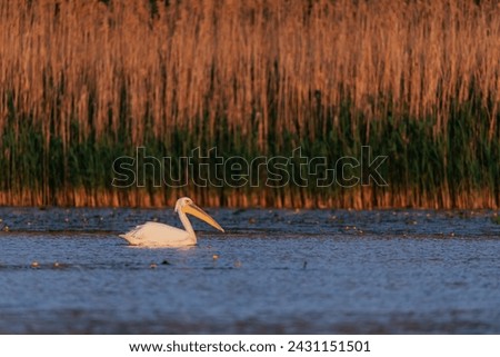 Pelicans resting in the Danube Delta