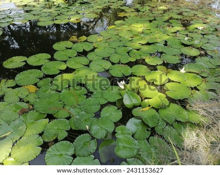 Picture of lotus leaves and flowers in a pond.