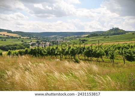 Wineyard with a Castle background, Czechia