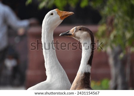 two couple duck facing each other making shape of heart 