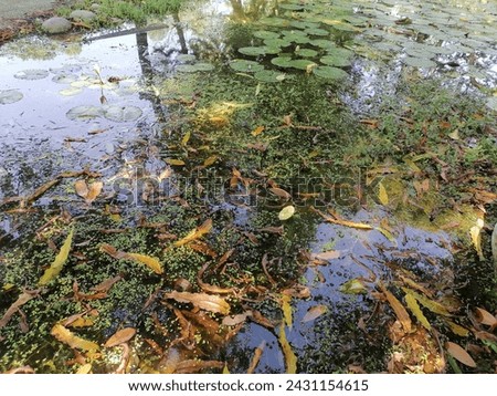 Picture of lotus leaves and flowers in a pond. There are fallen leaves.