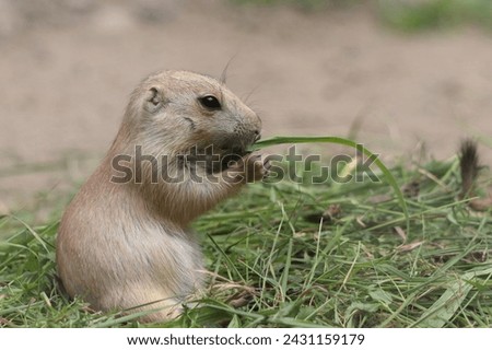 Cynomys ludovicianus, a diurnal rodent, eats grass in the zoo Royalty-Free Stock Photo #2431159179