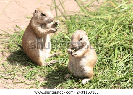 Cynomys ludovicianus, a diurnal rodent, eats grass in the zoo Royalty-Free Stock Photo #2431159181