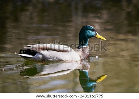 Wild duck swimming on a water on a spring day
