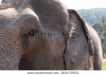 Beautiful picture of the face and skin of an old elephant