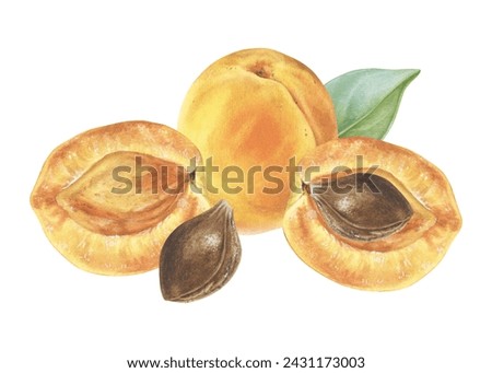 Apricot Watercolor illustration. Hand drawn clip art on isolated background. Painting of Fruit with kernel. Botanical drawing of sweet summer Food. Plant print for the kitchen and cookbooks