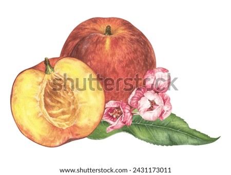 Peach Watercolor illustration. Nectarine with leaves and pink Flowers. Hand drawn botanical clip art on isolated background. Painting of Fruit plant. Drawing of sweet spring food