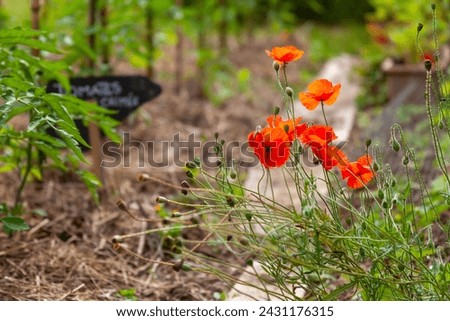 Close-up of poppies in front of a row of tomato plants in a natural vegetable garden