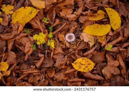 Tiny mushroom growing alone in the forest. A small living organism through the colored leaves in a rainy day during fall season Royalty-Free Stock Photo #2431176757