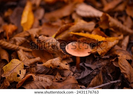 Tiny mushroom growing alone in the forest. A small living organism through the colored leaves in a rainy day during fall season Royalty-Free Stock Photo #2431176763
