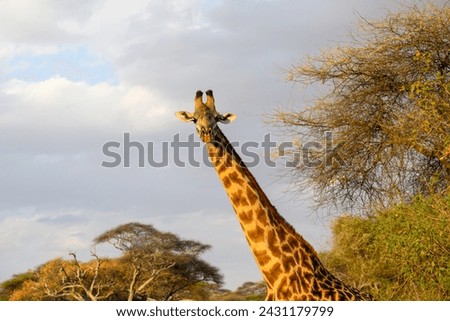 Masai Giraffe closeup portrait in Tarangire National Park, Tanzania Royalty-Free Stock Photo #2431179799