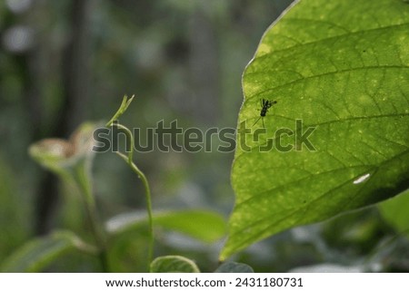 A tiny juvenile grasshopper with black and pale green coloration is sitting underside of a tropical kudzu leaf Royalty-Free Stock Photo #2431180731