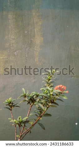 green plant against gray wall background