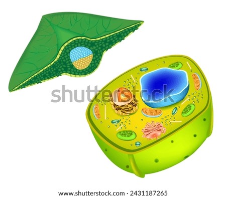 Structure of a plant cell. Cells present in green plants, photosynthetic eukaryotes. Leaf Cross Section Plant Diagram.