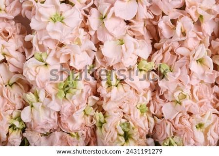 Macro shot of beautiful tender pink matthiola bouquet. Visible petal structure. Bright patterns of stock flower buds. Top view, close up, copy space, cropped image.