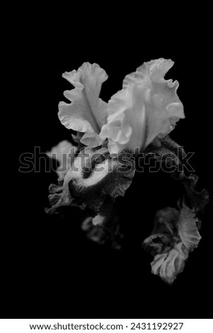 Unusual black and white photo of an iris flower