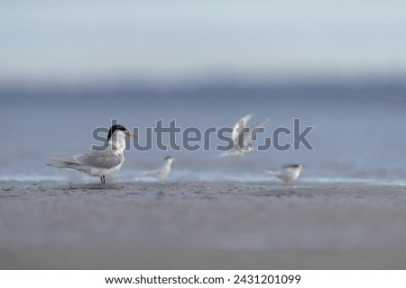 An estuary scene with a Crested Tern (Thalasseus bengalensis) and Smaller Fairy Terns flying and landing nearby. Royalty-Free Stock Photo #2431201099
