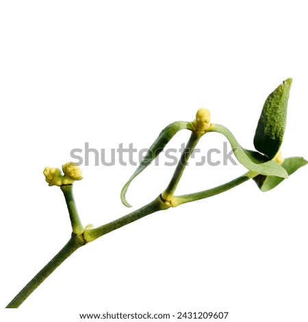 A mistletoe Green isolated on white