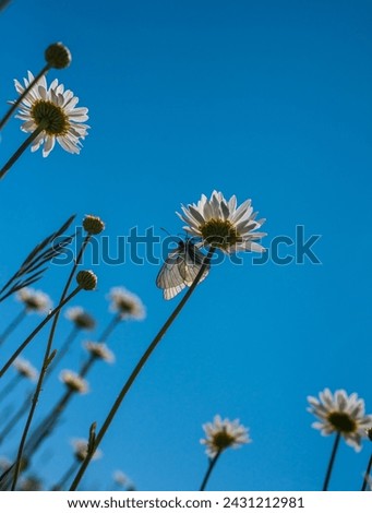 butterfly on a daisy on a blue sky background