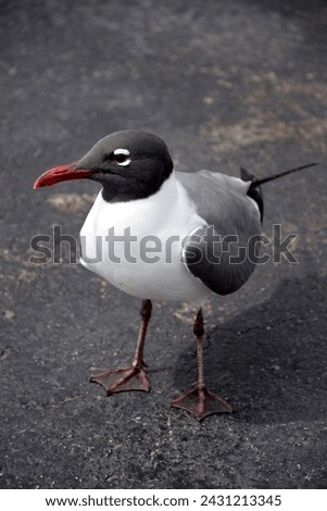 A close-up shot of a seagull with black, white and grey feathers, along with a bright orange bill. The bird is standing on dark grey asphalt.
