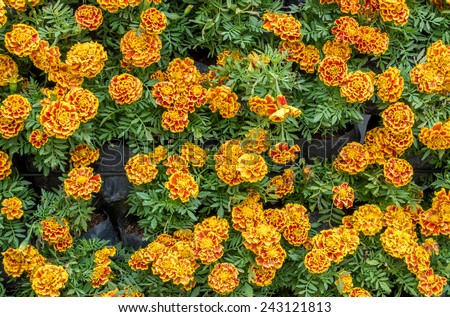 image of African marigold flower background.