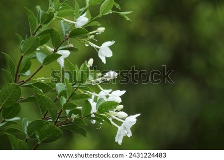 White gardenia flowers or Wrigthia antidysenterica, bloom under the rain