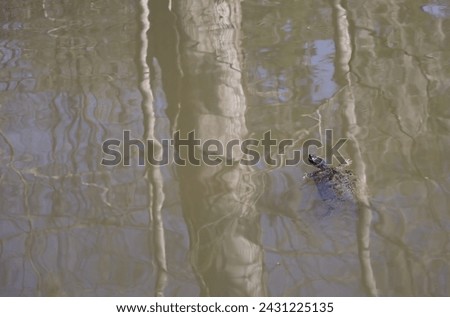 Small Mud Turtle Swimming Across Pond Water Reflections. Royalty-Free Stock Photo #2431225135