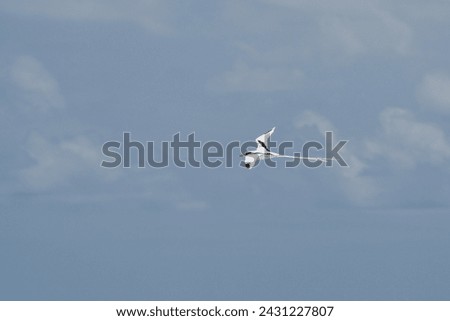 White-tailed tropic bird flying over the ocean, Mahe, Seychelles 6