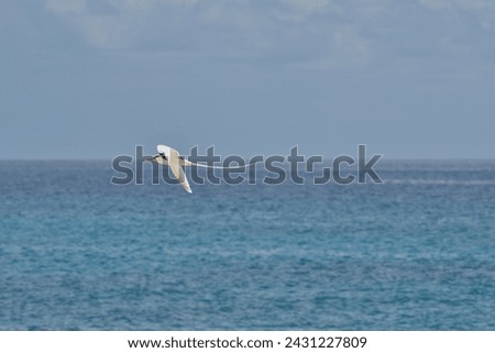 White-tailed tropic bird flying over the ocean, Mahe, Seychelles 2